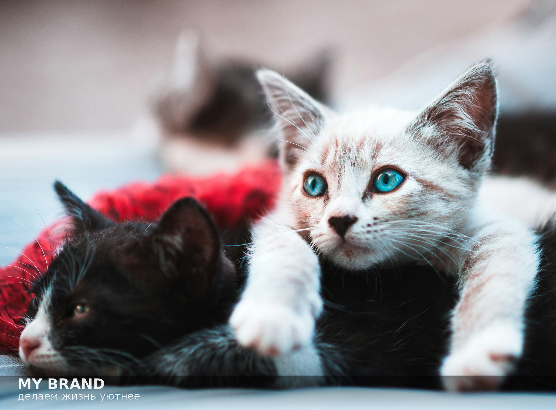 нейросеть-добавить-текст-на-фото-3